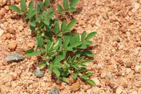 Image result for Indigofera hirsuta