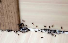 Once a year pest control solution for residential termite and pest control. About Service Pest Control Team Ormond Beach Fl Pest