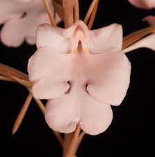 Image result for Centrostigma