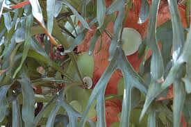 We did not find results for: Staghorn Fern University Of Florida Institute Of Food And Agricultural Sciences