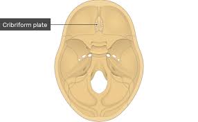 Cribriform Plate Location Anatomy Clinical Significance And Faqs