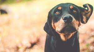 This could obviously be a very aggressive breed. 20 Awesome Rottweiler Mixes Our Favorite Rottie Cross Breeds
