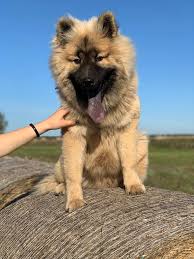 There are over 2,000,000 puppies born in the united states every year and 90% are bred and born in puppy mills. Luxurious Eurasier Home Facebook