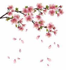 Pink Petal Falling Cherry Blossom Flower Blossom Petals Sakura Transparent Background Pn Cherry Blossom Art Cherry Blossom Drawing Cherry Blossom Watercolor