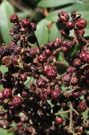 Image result for Zanthoxylum
