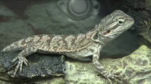 Unlike fish and amphibians, reptiles don't need to lay their eggs in water. Selecting A Reptile Or Amphibian As A Pet Youtube