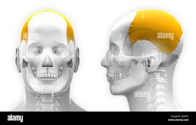 Image result for Parietal Bone