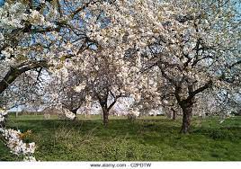 List of different types of fruits with images and examples. Herefordshire Cherry Orchards Tree Uk Fruit Trees Fruit Trees Uk