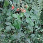 Image result for Hylodesmum repandum