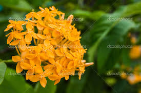 Image result for Ixora sp. A