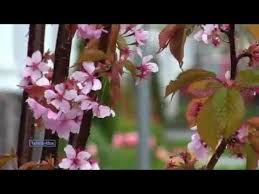 Floriile 2020 // duminica floriilor este o sarbatoare crestina care nu are o data exacta, dar care este comemorata intotdeauna in ultima duminica dinaintea pastelui. La Multi Ani De Florii Anastasia Lazariuc Floriile Plants