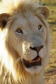 A bright white male lion with a slightly shorter than normal mane for paradigmlion ! Lion White Lion Animal Males Predator Mane Nature Big Cat Cat White Pxfuel