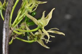 Image result for Monoon longifolium