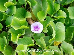 Image result for Ipomoea lapathifolia
