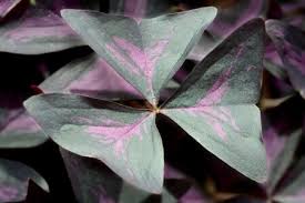 Water sparingly and allow the soil to dry out between waterings. False Shamrock Plant Oxalis Triangularis Growing And Care Instructions