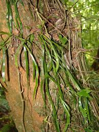 Image result for Vittaria elongata