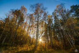 Are you searching for overlays png images or vector? Beautiful Autumn Trees Background High Quality Free Backgrounds