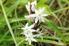 Image result for Asparagaceae