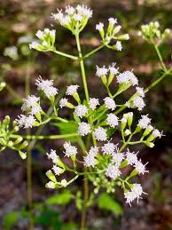 Image result for Ageratinastrum