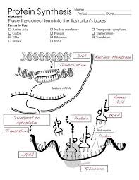 Biochemistry Basics Pogil Answer Key Pdf Protein Synthesis Diagram Worksheets Biology Lessons Study Biology Biology Worksheet