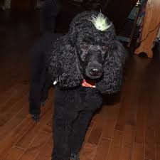 Black And White Standard Poodle For Sale Bonbon Black Moyen Poodles Black Klein Poodles Poodle Dog Grooming Moyen Poodle Poodle