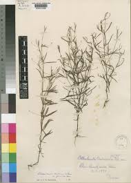 Image result for Oldenlandia herbacea