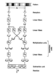It is not derived from other qualities. Models Of Motion Detection Nature Neuroscience