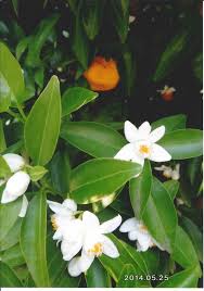 みどり花コラム | 一般財団法人 公園財団