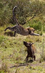 Photoseries Stunning Leopard Cascades In The Bush Nature Animals Animals Beautiful Animals Wild