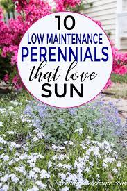 Full Sun Perennials 17 Low Maintenance Plants That Thrive In Sun Gardening From House To Home Full Sun Perennials Full Sun Garden Full Sun Landscaping