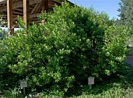 Check spelling or type a new query. Myrica Californica California Wax Myrtle Kul Kah Han Native Plant Garden At H J Carroll Park In Chimacum Wa