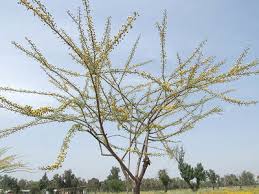 Image result for Maerua becquetii