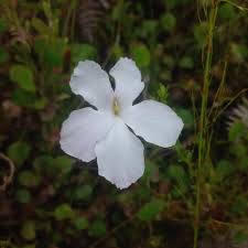 Image result for Harveya