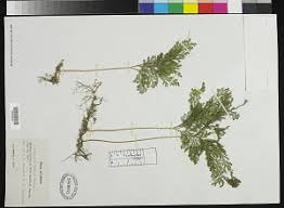 Image result for Selaginella vogelii