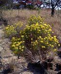 Image result for Helichrysum sulfureofuscum