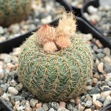 Image result for Ficus pygmaea