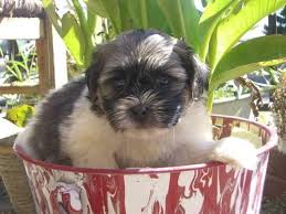 We did not find results for: Havanese Dog For Sale For Sale In Portland Oregon Classified Americanlisted Com