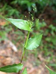 Image result for Panicum hymeniochilum