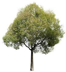 Image result for Celtis