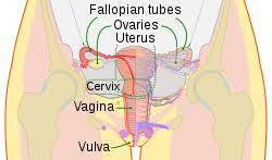 Human body parts labeled anatomy human body parts | mell.tk. Cervix Wikipedia