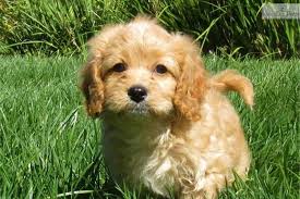 How big do cavapoos get? Beckham Is A Male Cavapoo Puppy For Sale Near San Diego California Born On 6 6 2013 And Priced For 895 Li Cavapoo Puppies For Sale Cavapoo Cavapoo Puppies