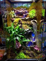 Should you decide to use fake plants in your frog's enclosure, then hey, your average terrarium substrate will work perfectly. Diy This 18 X18 X36 Terrarium 1 Fill Bottom W Hydroballs 2 Cover Hydroballs W Ecoearth Sphagnum Moss 3 Tree Frog Terrarium Frog Terrarium Frog Habitat