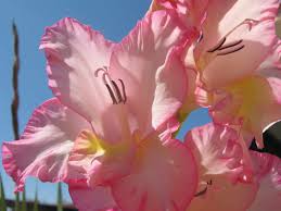 Flowers that start with g pictures. 27 Flowers That Start With G List Of Flower Names G
