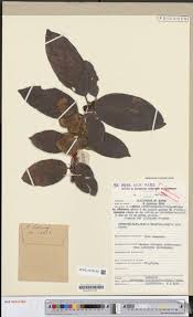 Image result for Aneulophus africanus