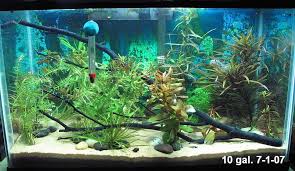 Beautiful 10 Gallon Aquascape Aquascape Fish Tank Aquatic Plants