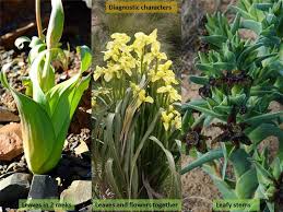 Image result for Iridaceae