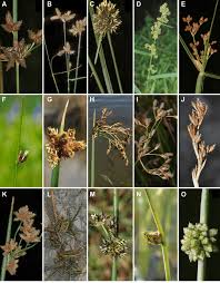 Image result for Fuirena pubescens