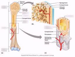 The canal that runs through the core of each osteon (the haversian canal) is the site of _____. Gross Anatomy Of A Long Bone Diagram Quizlet