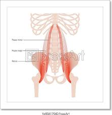 Select back of pages for viewing and print the back of the notecards note: Free Art Print Of Pelvis Bones And Muscle Psoas Muscle And Iliacus Concept And Structure Of Human Skeleton Man Body Anatomical Poster With Bones Of Pelvis Legs Spine And Ribs Medical Vector