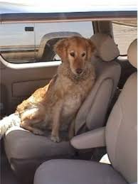 Please check which one is same style as your inner car seats. Amazon Com Durafit Seat Covers Sienna